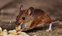 24 Hour & Emergency Exterminators in Highland Lake, AL